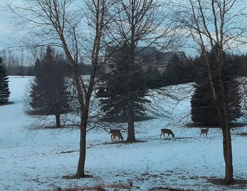 Deer in winter