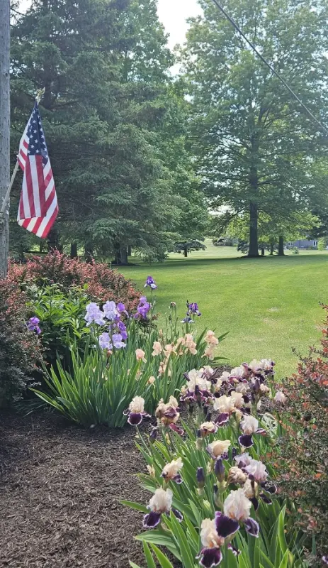 Spring flowers
