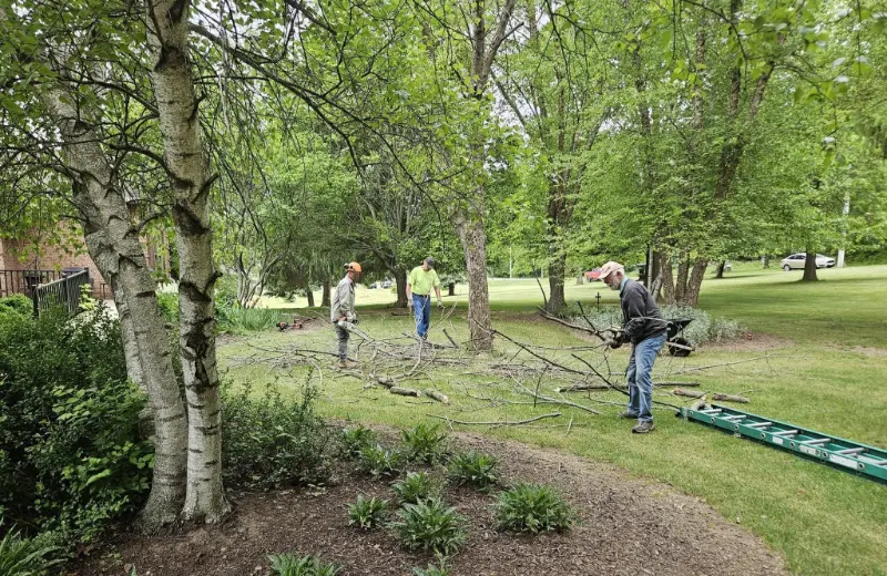 Taking down trees